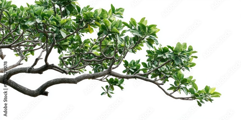 Obraz premium Lush green tropical tree branches with vibrant foliage extending from the left side set against a clean white background for nature themes