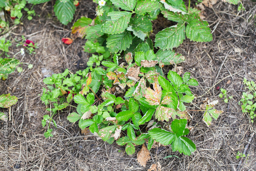 Dried leaves on strawberry and wild strawberry bushes. Concept of water shortage, incorrectly selected fertilizers, close-up photo