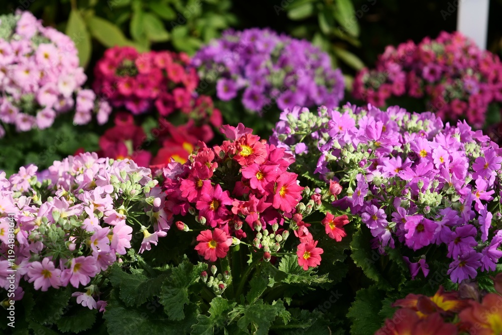 サクラソウ科の花が花壇で咲いている サクラソウ科の花が花壇で咲いている