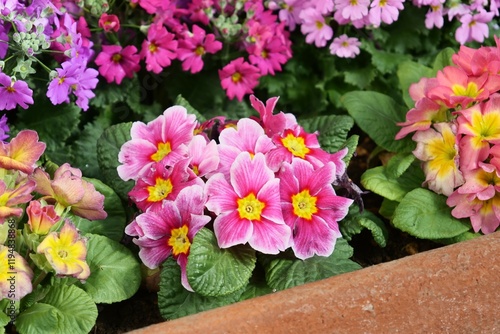 Wallpaper Mural サクラソウ科の花が花壇で咲いている Torontodigital.ca