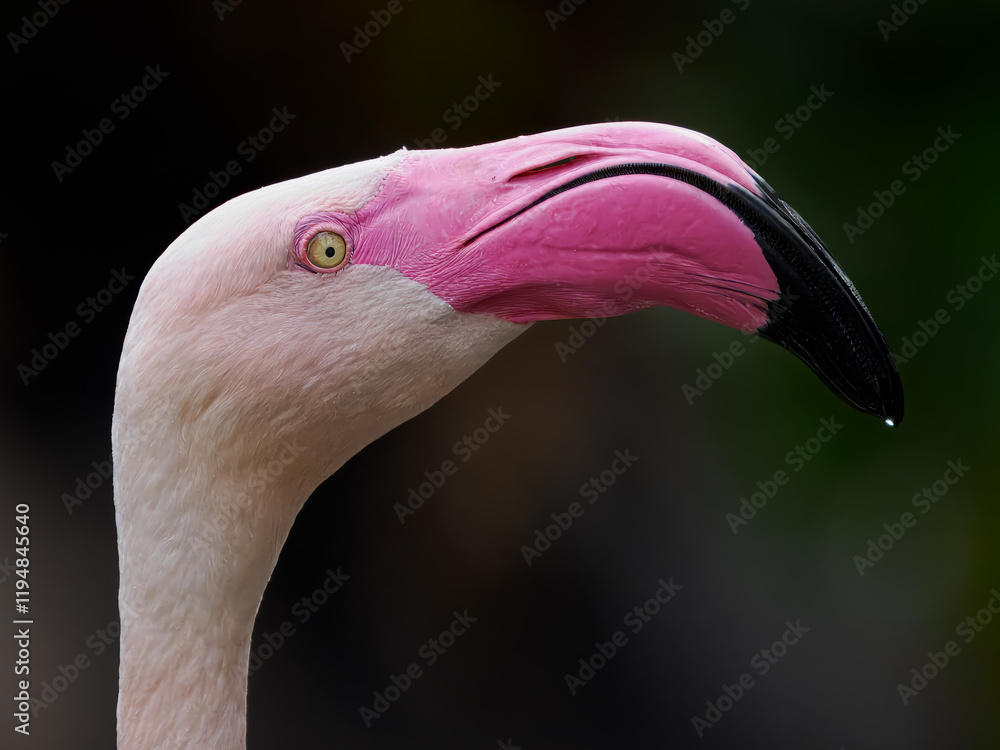 Fototapeta premium Flamingo