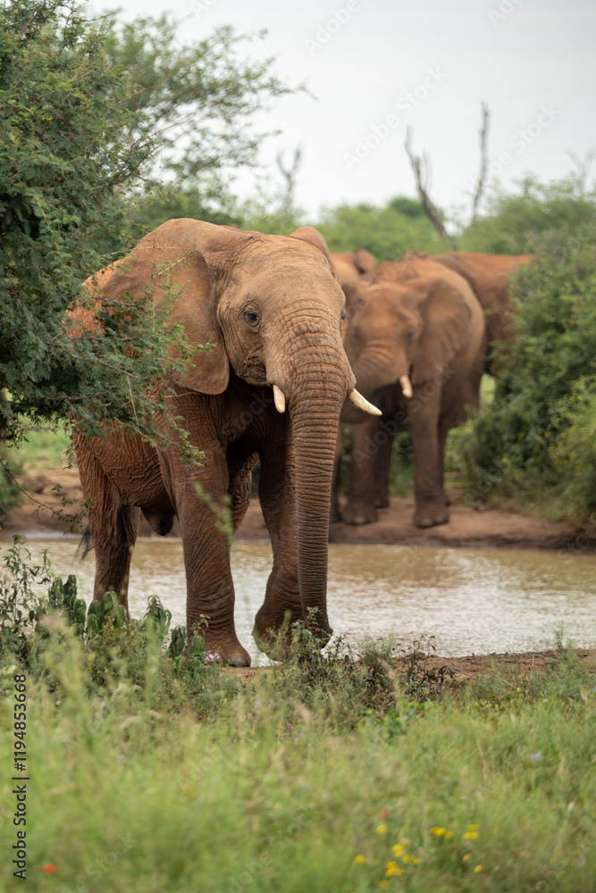 A group of elephants is drinking and socializing joyfully at a serene and tranquil waterhole in their natural habitat