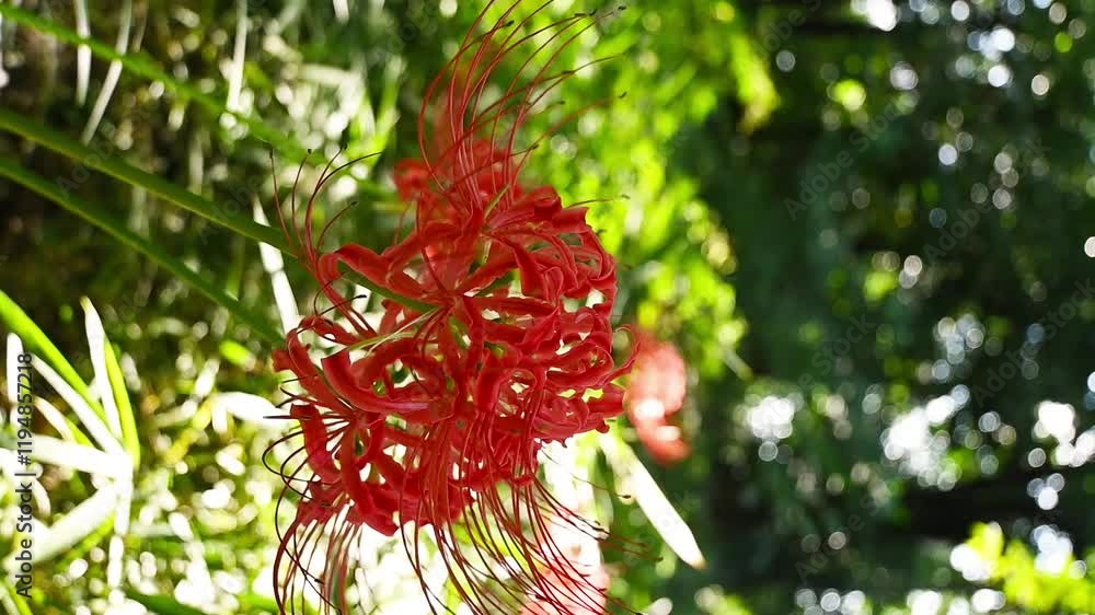 Flower, red spider lily flowers during autumn in Japan outside in a garden on a sunny day with blurry background. Cluster amaryllis, red magic lily outdoor in the Koishikawa Botanical Garden. Flower, red spider lily flowers during autumn in Japan outside in a garden on a sunny day with blurry background. Cluster amaryllis, red magic lily outdoor in the Koishikawa Botanical Garden.