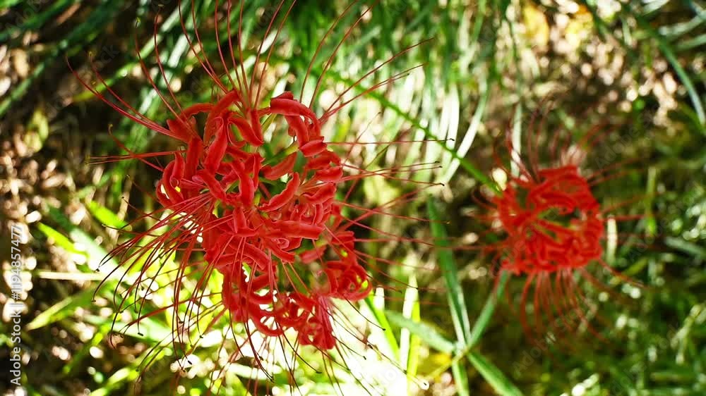 Flower, red spider lily flowers during autumn in Japan outside in a garden on a sunny day with blurry background. Cluster amaryllis, red magic lily outdoor in the Koishikawa Botanical Garden. Flower, red spider lily flowers during autumn in Japan outside in a garden on a sunny day with blurry background. Cluster amaryllis, red magic lily outdoor in the Koishikawa Botanical Garden.