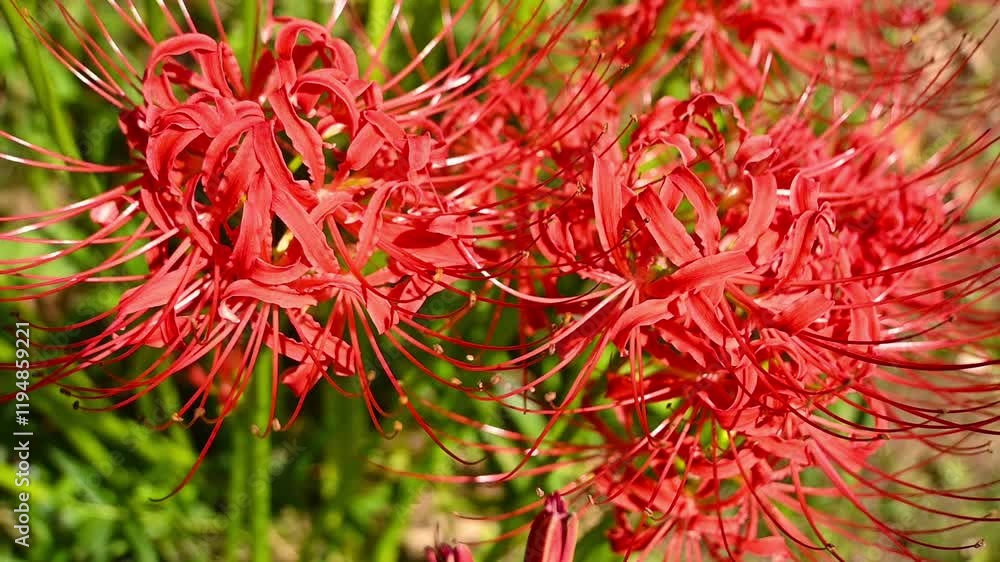 Flower, red spider lily flowers during autumn in Japan outside in a garden on a sunny day with blurry background. Cluster amaryllis also know as red magic lily outdoor in Koishikawa Botanical Garden. Flower, red spider lily flowers during autumn in Japan outside in a garden on a sunny day with blurry background. Cluster amaryllis also know as red magic lily outdoor in Koishikawa Botanical Garden.