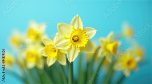 Daffodils blooming against a bright blue background in a colorful spring setting