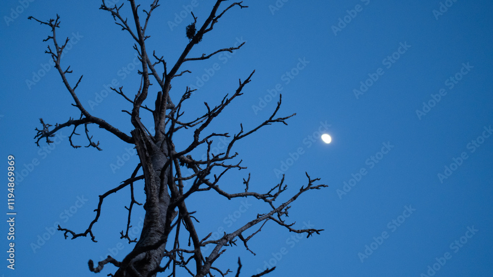 deciduous tree during winter month against the dark sky with moon creates magical and moody atmosphere of the frozen winter wonderland in Sumava mountains, Czechia. deciduous tree during winter month against the dark sky with moon creates magical and moody atmosphere of the frozen winter wonderland in Sumava mountains, Czechia.