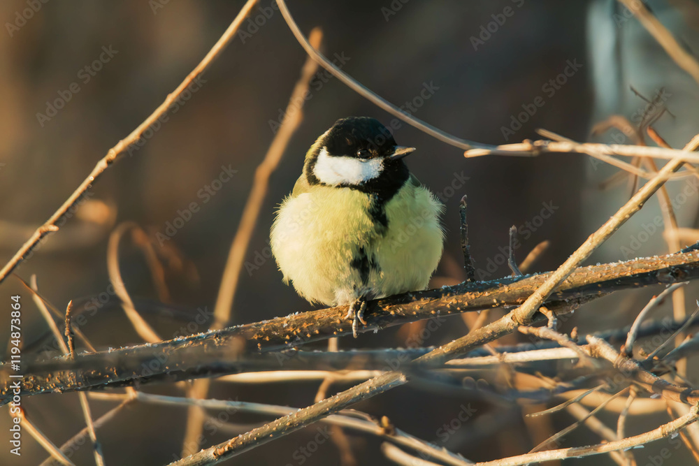 Fototapeta premium great tit on branch