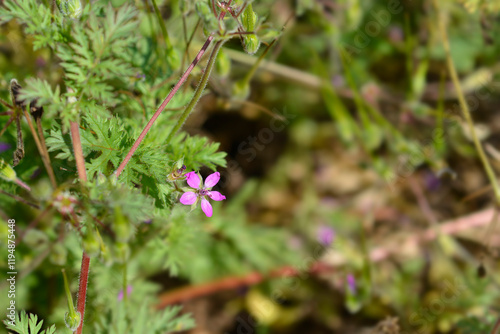 Common storksbill flower photo