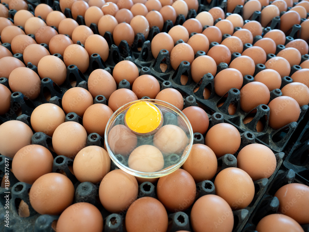Organic Chicken Egg in tray or egg box contains high protein and important for health.