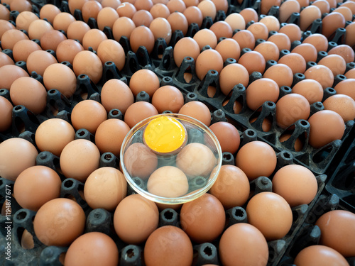 Obraz na płótnie Organic Chicken Egg in tray or egg box contains high protein and important for health. w salonie
