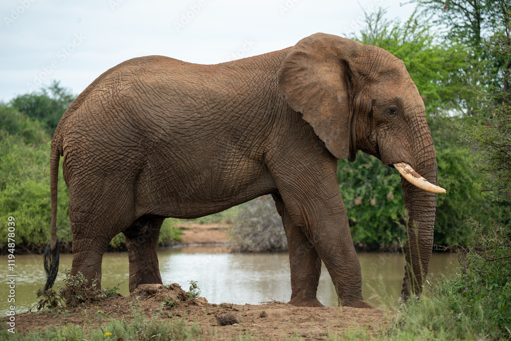 Obraz premium A grand elephant stands by a tranquil water source, displaying its immense strength and natural grace