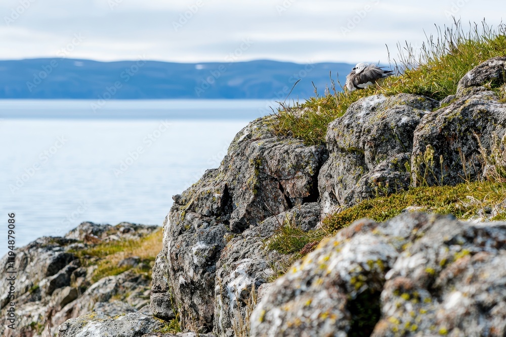 An Arctic tern nesting on a rocky outcrop, overlooking the Arctic Ocean. An Arctic tern nesting on a rocky outcrop, overlooking the Arctic Ocean.