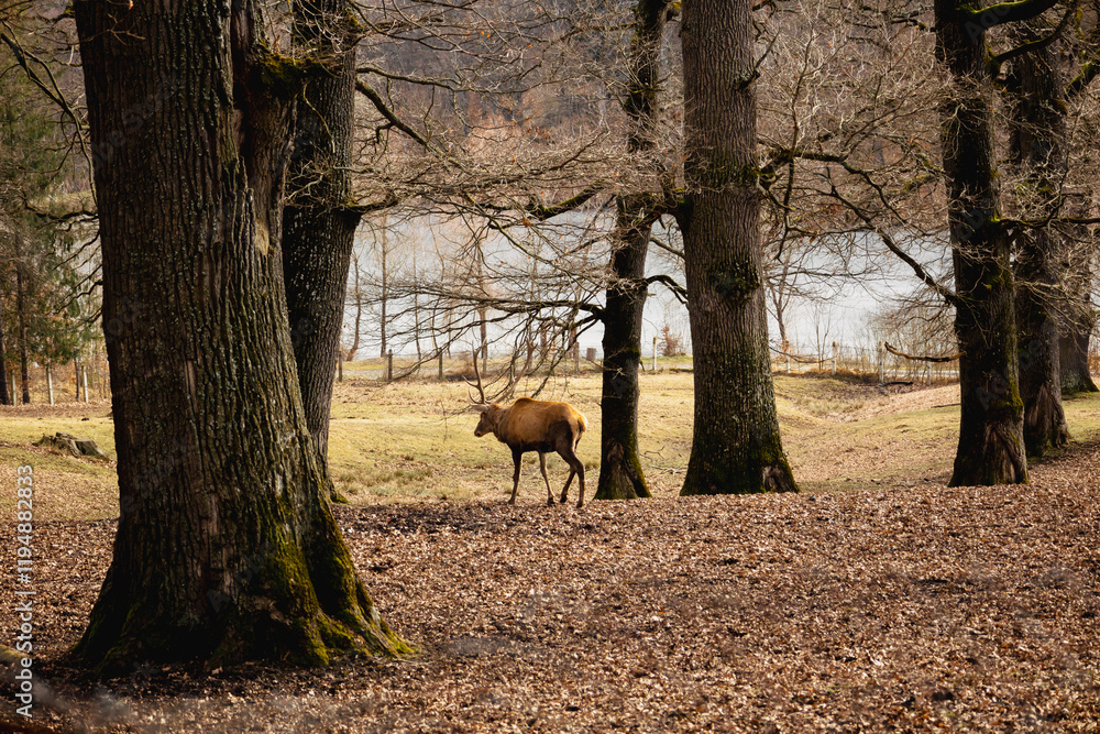 Deer in the forest walking towards a lake. Late autumn landscape. Deer in the forest walking towards a lake. Late autumn landscape.