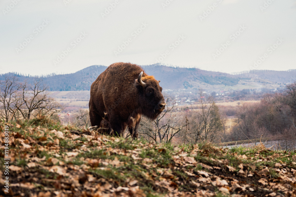 Picture of a bison taken from below. The picture shows the power of this animal. A mountain range can be seen in the background of the bison Picture of a bison taken from below. The picture shows the power of this animal. A mountain range can be seen in the background of the bison