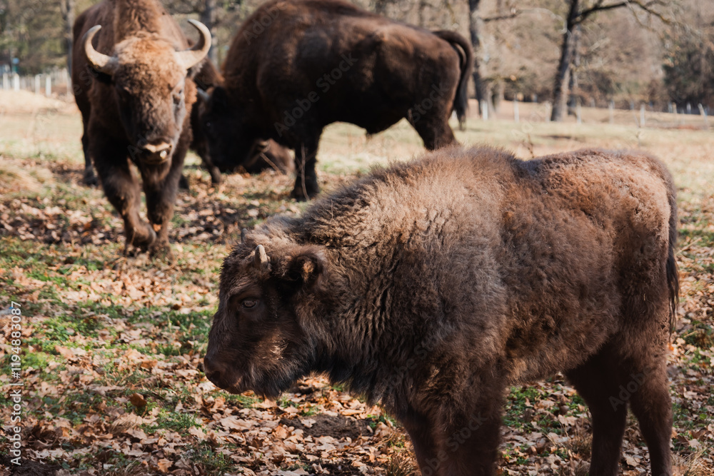 A group of three bison, two adults and a cub in a zoo. A group of three bison, two adults and a cub in a zoo.