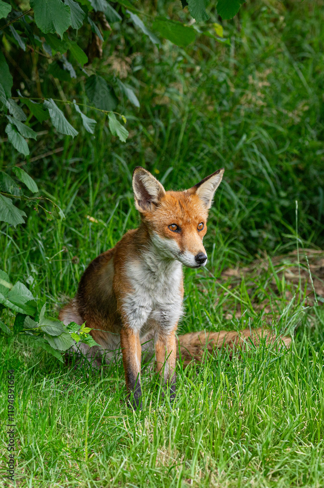 Obraz premium Adult red fox, vulpes vulpes, with spring moult fur