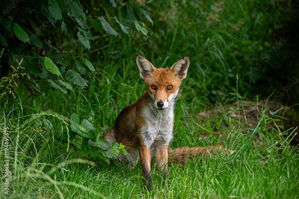 Adult red fox, vulpes vulpes, with spring moult fur Adult red fox, vulpes vulpes, with spring moult fur