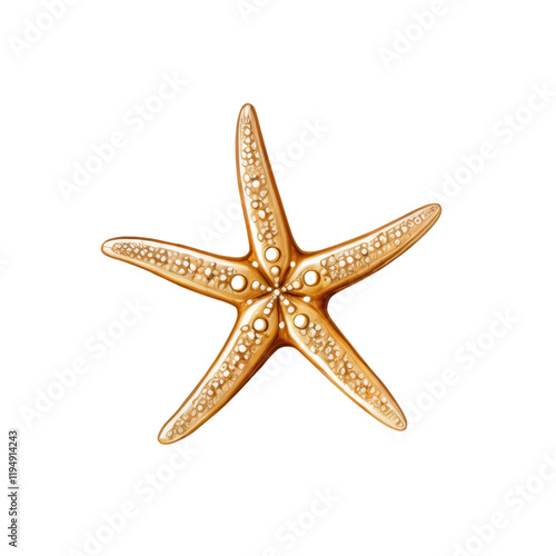 Golden Starfish: A detailed close-up of a  five-pointed starfish, showcasing its intricate texture and warm, golden hue. Perfect for summer designs and beach themes.  photo