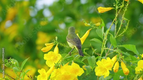 A female brown-throated sunbird perches on a yellow flower stalk, looking for food. Video slowmotion