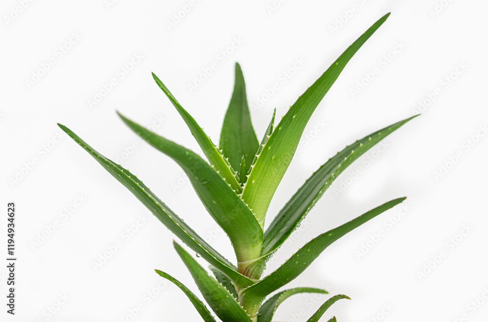 Aloe vera plant on white background. Close up. Aloe vera plant on white background. Close up.