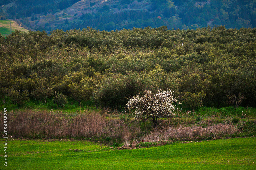 Matera province: spring countryside landscape Matera province: spring countryside landscape