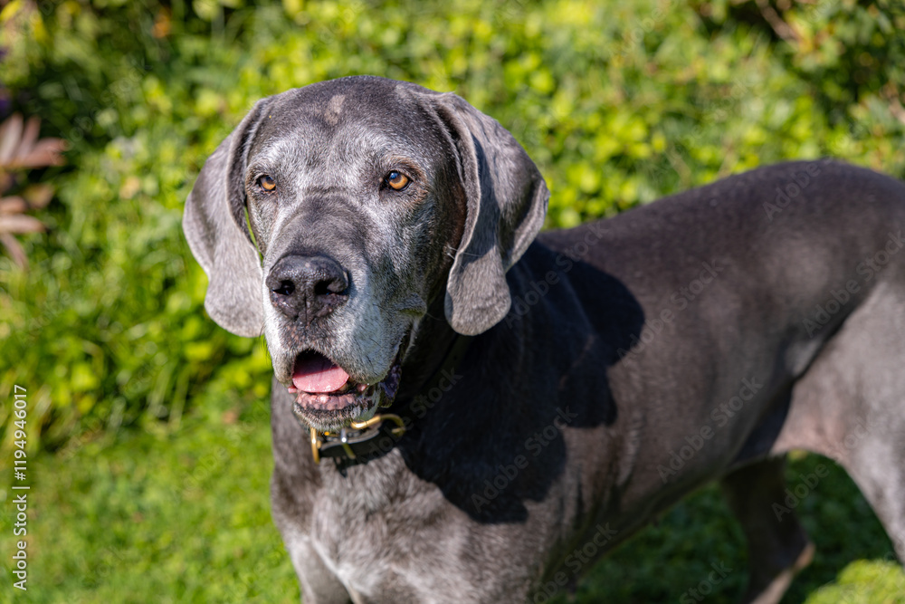 Great Dane of gray color on a green summer sunny meadow Great Dane of gray color on a green summer sunny meadow