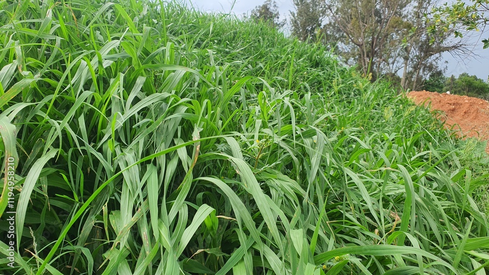 Obraz premium Trees stumps and grass