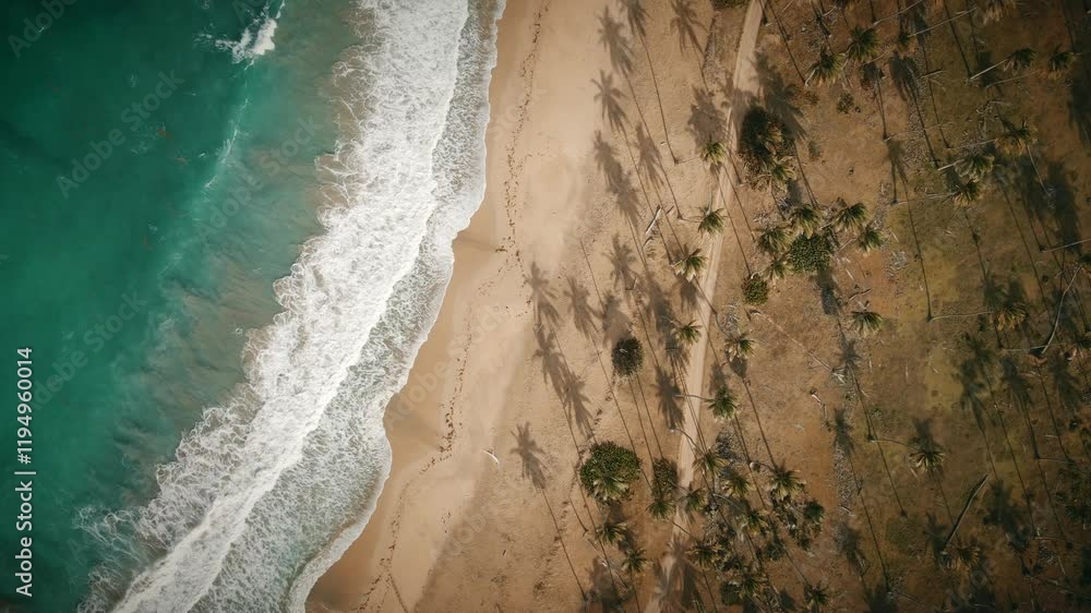A smooth birds eye view of waves crashing beside palm trees on the coast of Dominican Republic. A smooth birds eye view of waves crashing beside palm trees on the coast of Dominican Republic.
