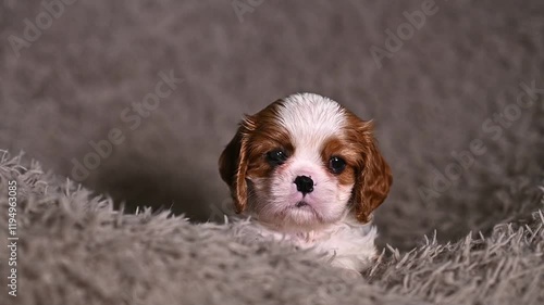 small dog puppy 1 month cavalier king charles spaniel sits on chair in evening