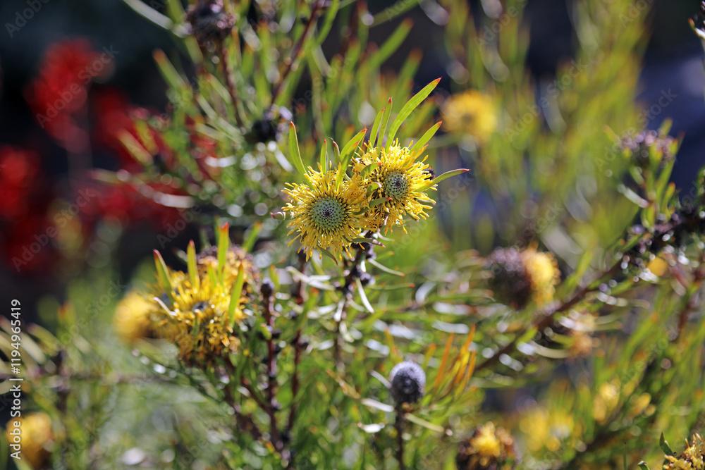Closeup of Yellow Broad-leaf Drumstick flowers, New South Wales Australia
