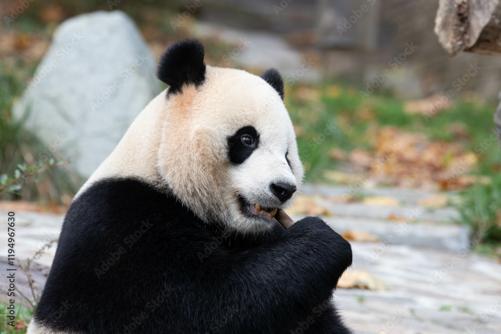 Fototapeta premium Close up Male Panda returned from USA, Xiao Qi Ji, Wolong, China