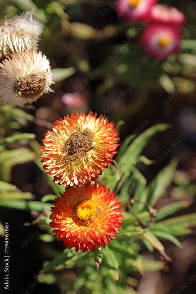 Macro image of two orange Paper Daisies, New South Wales Australia
Macro image of two orange Paper Daisies, New South Wales Australia