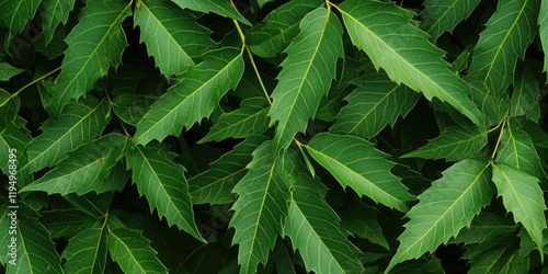 Vibrant green neem leaves densely arranged on dark background showcasing their texture and unique jagged edges highlighting the herb's natural appeal