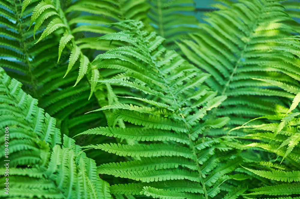 Beautiful fern leaves, natural leafy natural fern background in sunlight. Beautiful fern leaves, natural leafy natural fern background in sunlight.