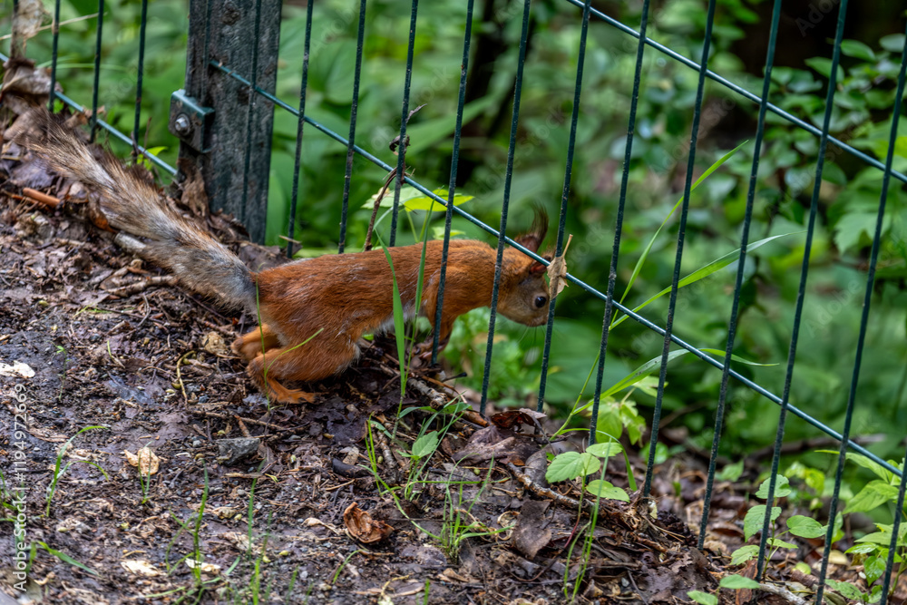 Obraz premium The squirrel looks over the fence into the forest.