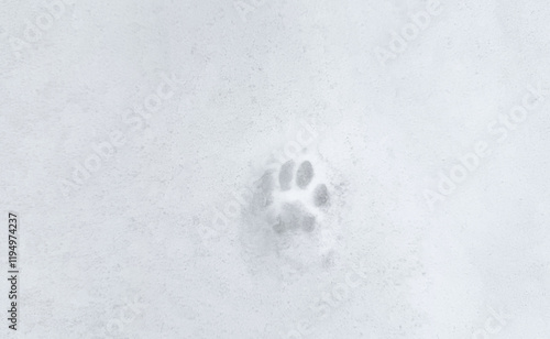 Interesting abstract white background with footprints of a cat or dog paws on the snow. photo