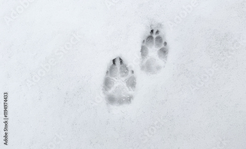 Interesting abstract white background with footprints of a cat or dog paws on the snow.