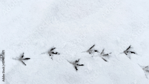 Schilderij op canvas Interesting abstract white background with bird tracks.
