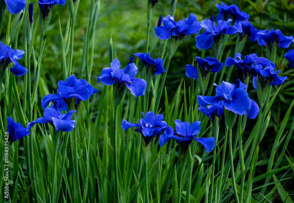 Siberian blue iris in the garden in summer. Siberian blue iris in the garden in summer.
