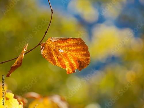 autumn leaf on a tree