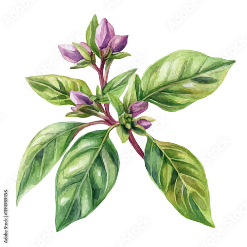 A watercolor vector painting of a Basil flower, isolated on a white background. Basil flower vector.

