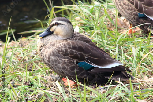 春の陽気を浴びるカルガモ  photo