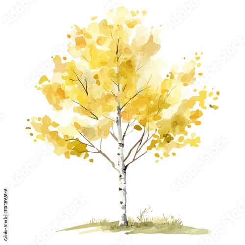 A watercolor vector painting of an Aspen tree, isolated on a white background. Aspen tree vector.

