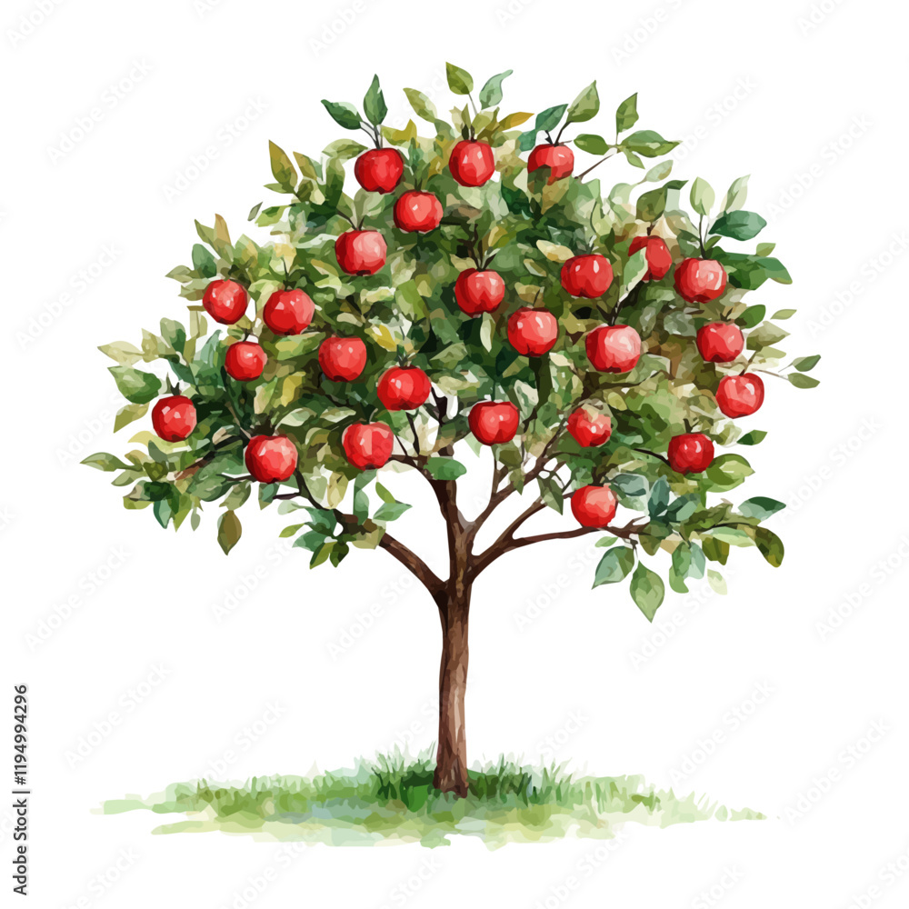 A watercolor vector painting of an Apple tree, isolated on a white background. Apple tree vector.

