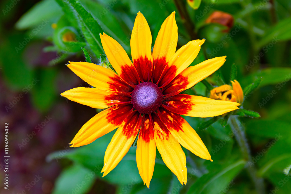 large yellow-red Bud of rudbeckia on a green background .bright colours, close up large yellow-red Bud of rudbeckia on a green background .bright colours, close up