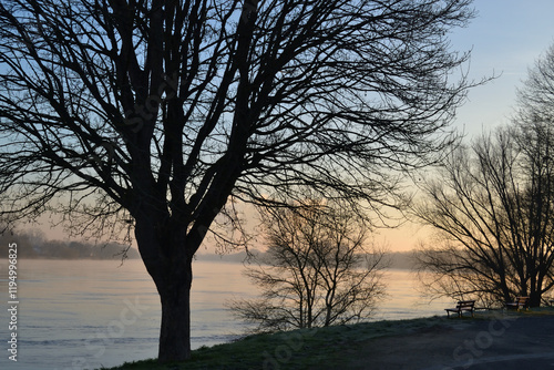 Silhouettes d'arbres en bord de Loire au levé du soleil