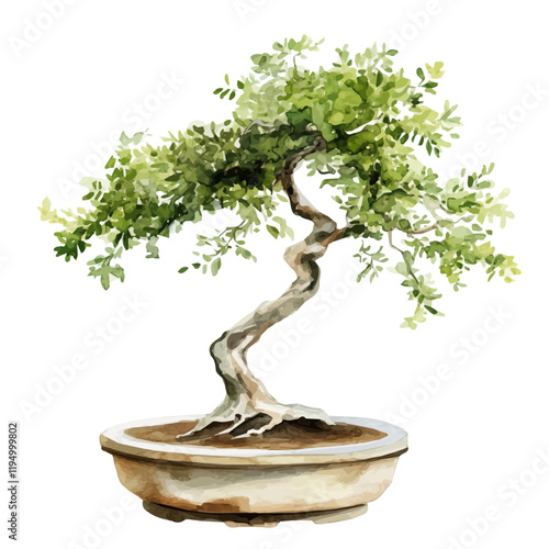 A watercolor of an Acacia bonsai, isolated on a white background. Acacia bonsai vector.
