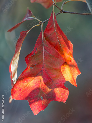 Red maple leaf