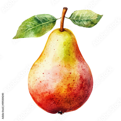 A watercolor of Pear, isolated on a white background. Pear vector.

